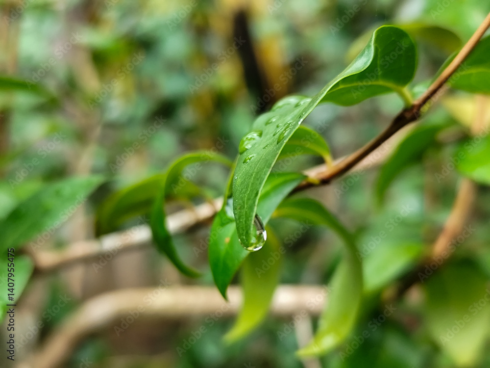 The background of wet leaves exposed to raindrops looks fresh and beautiful green.	
