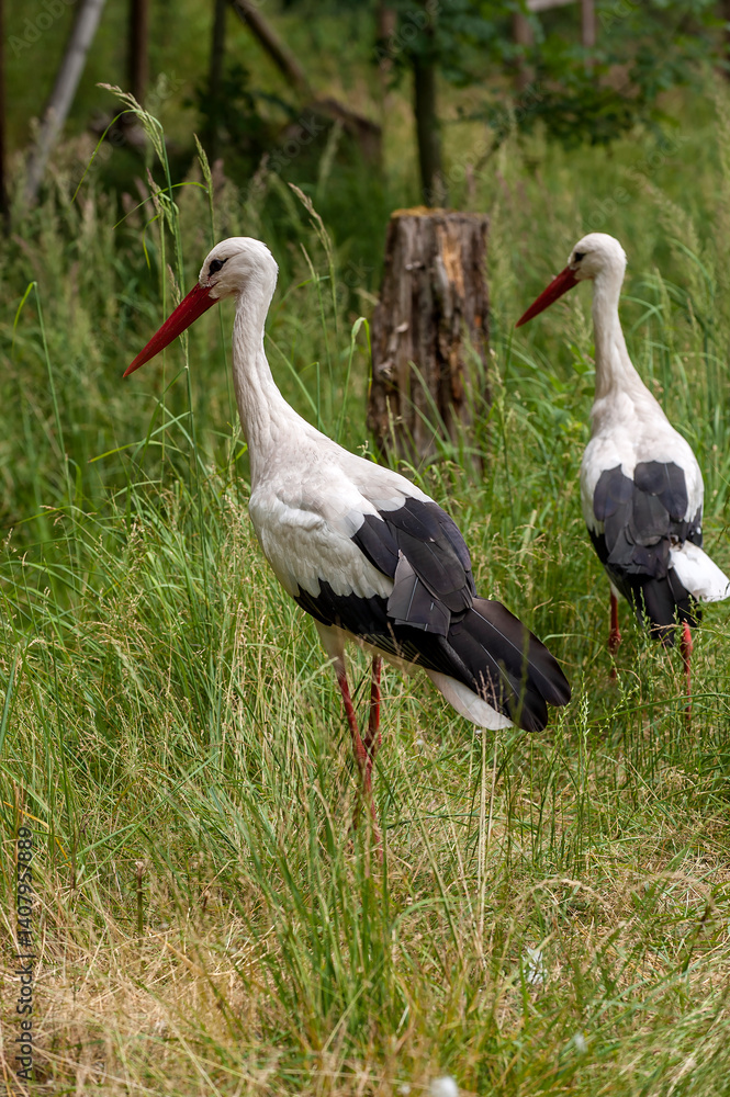 Fototapeta premium white stork ciconia