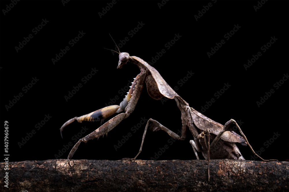 Dead leaf mantis sitting on branch, mantis isolated on black background