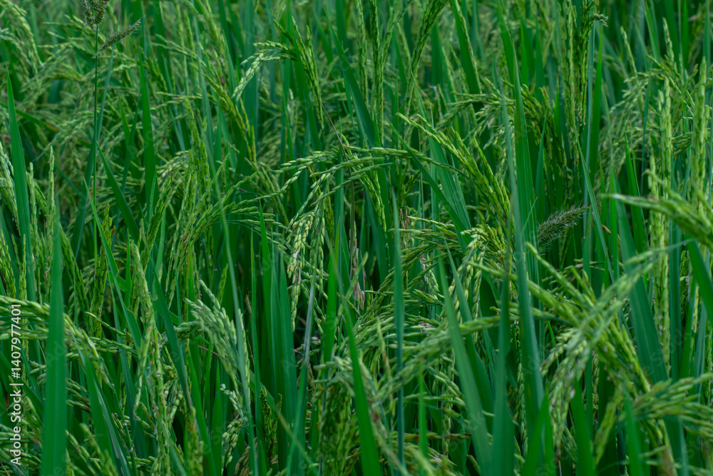 Rice field in countryside of Indonesia Rice field in countryside of Indonesia