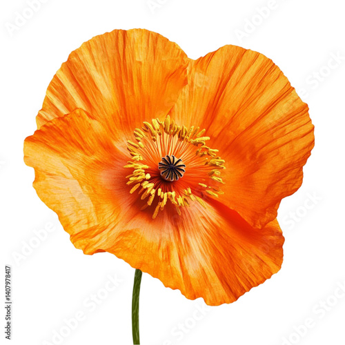 Obraz na płótnie A vibrant orange poppy flower blossoms against a black background showcasing its delicate petals and intricate center w salonie