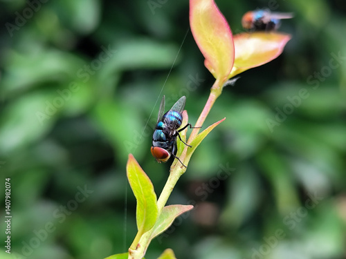 Flies with red eyes and thin wings perched on fresh green leaves after rain, with natural blur background. This type is often seen flying in kitchens, cages, trash cans, etc.