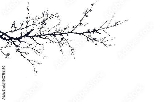 Elegant Black Ink Branch with Delicate Blossoms Isolated on White Background
