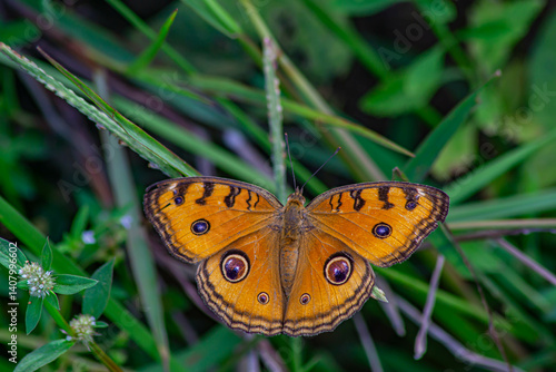 the peacock pansy (Junonia almana, a species of nymphalid butterfly) , perched on green grass