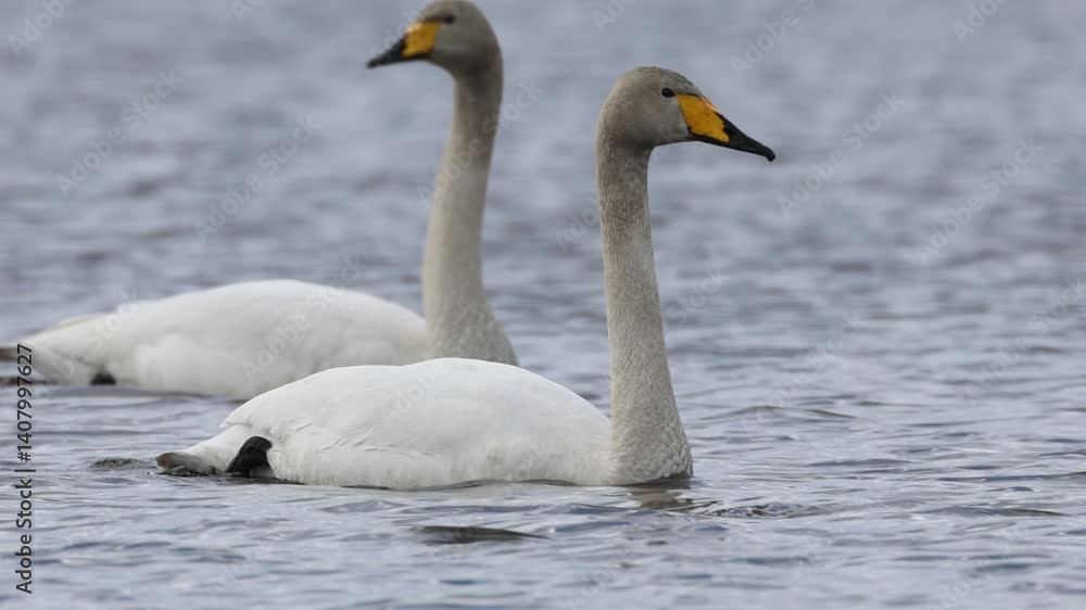 A pair of whooper swans swim perpendicular to the camera lens on a cloudy, windy spring day. A pair of whooper swans swim perpendicular to the camera lens on a cloudy, windy spring day.