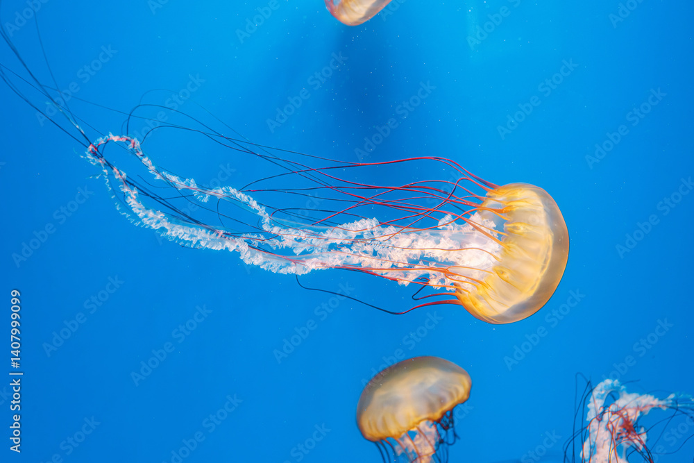 underwater photography jellyfish Chrysaora fuscescens, Pacific sea nettle, West Coast sea nettle