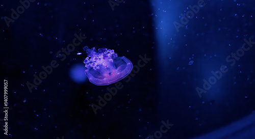 Obraz na płótnie underwater photography jellyfish Cotylorhiza tuberculata, Mediterranean jellyfish w salonie