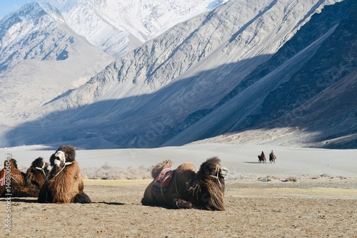 Camels in the sand dunes at Nubra Valley