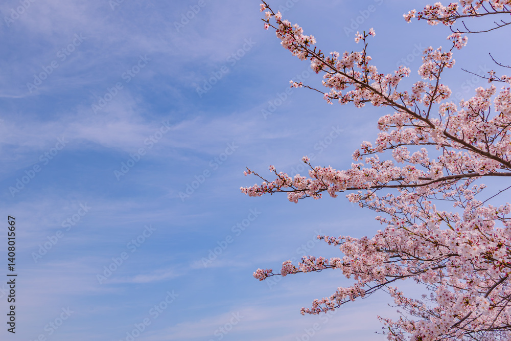 青空と桜
