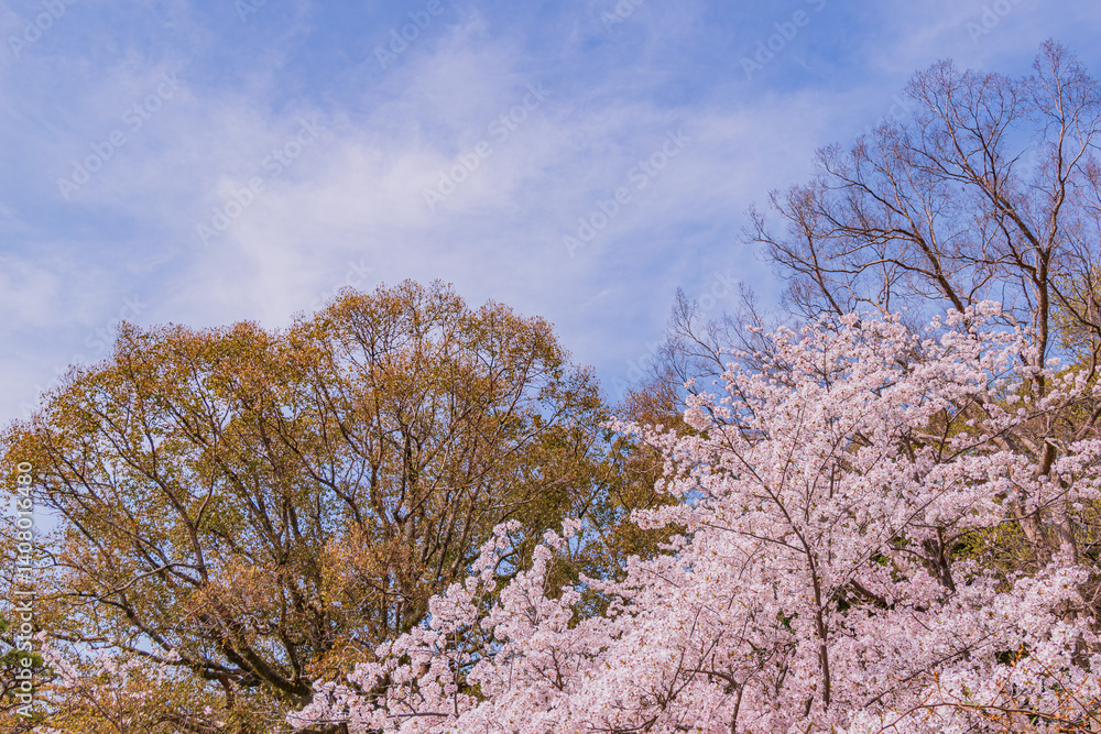 青空と桜