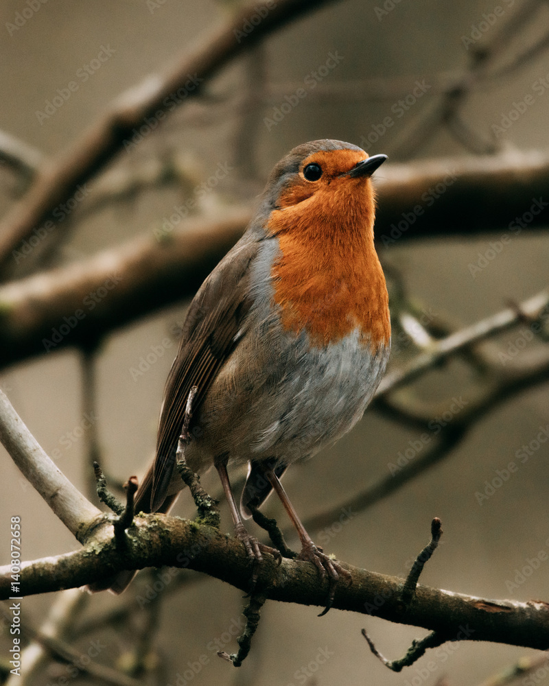 Fototapeta premium Robin on a branch. Taken with a Canon R5 camera