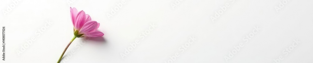 Fototapeta premium Single flower against a stark white background with shadows, dark, light