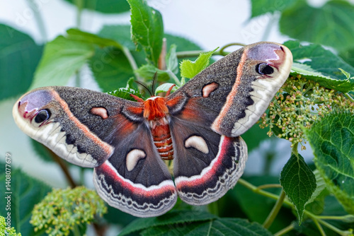 Cecropia moth on leaves