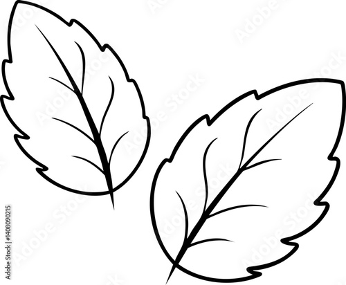 Outline of two simple leaf illustrations on a white background.