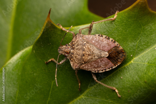Punaise diabolique (Halyomorpha halys) 