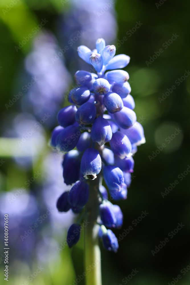 macro photo of blue grape hyacinths with green leaves in garden in the spring macro photo of blue grape hyacinths with green leaves in garden in the spring