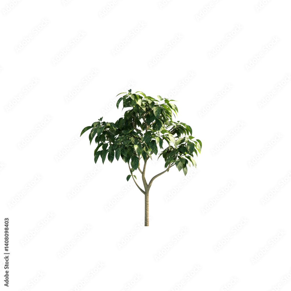 Obraz premium Lush Green Sapling Tree Isolated on Transparent background