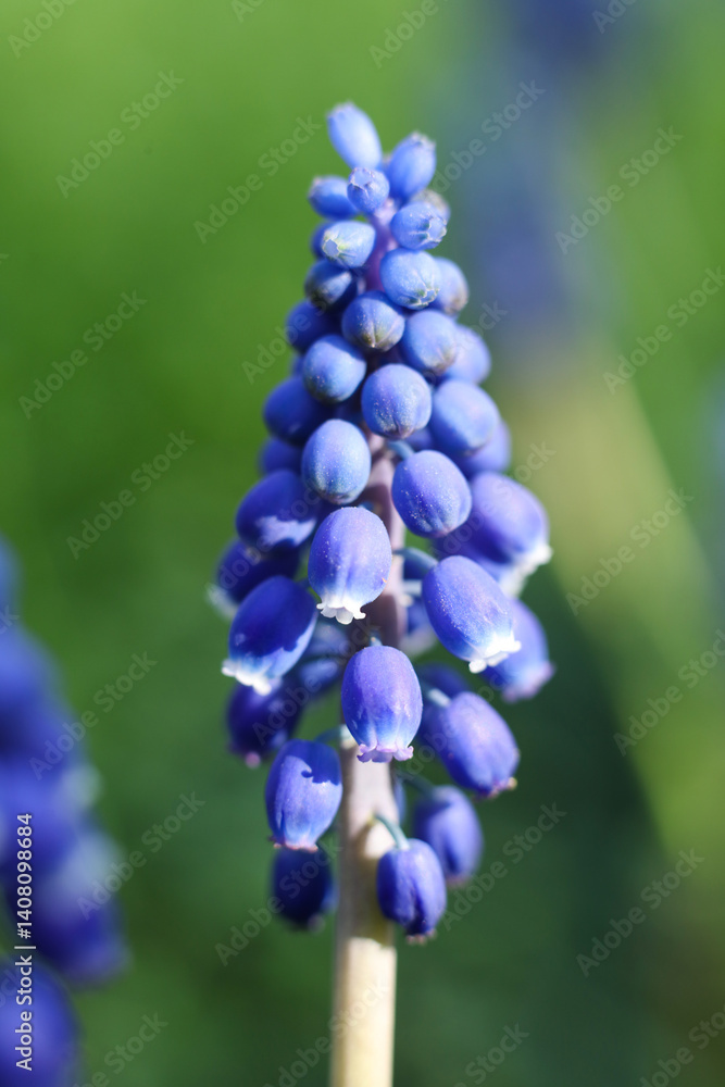 macro photo of blue grape hyacinths with green leaves in garden in the spring macro photo of blue grape hyacinths with green leaves in garden in the spring