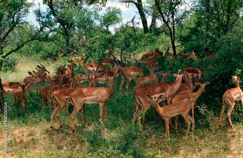 group of impala