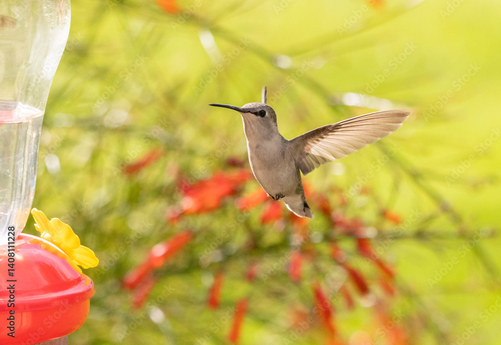 Obraz premium Close-Up Hummingbird in flight