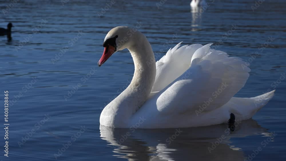 Elegant white swan gliding smoothly across blue lake waters, in peaceful Japanese landscape Elegant white swan gliding smoothly across blue lake waters, in peaceful Japanese landscape
