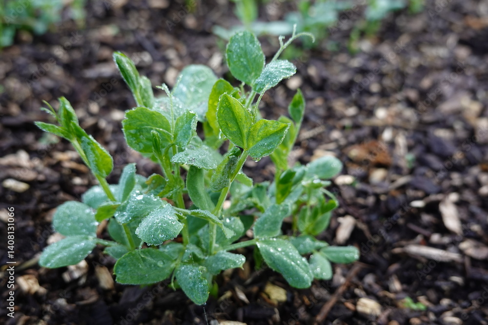 A small green plant with a few leaves and a few drops of water on it A small green plant with a few leaves and a few drops of water on it