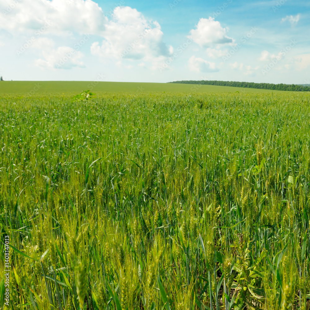 Green field of wheat with ears and bright sky. Green field of wheat with ears and bright sky.