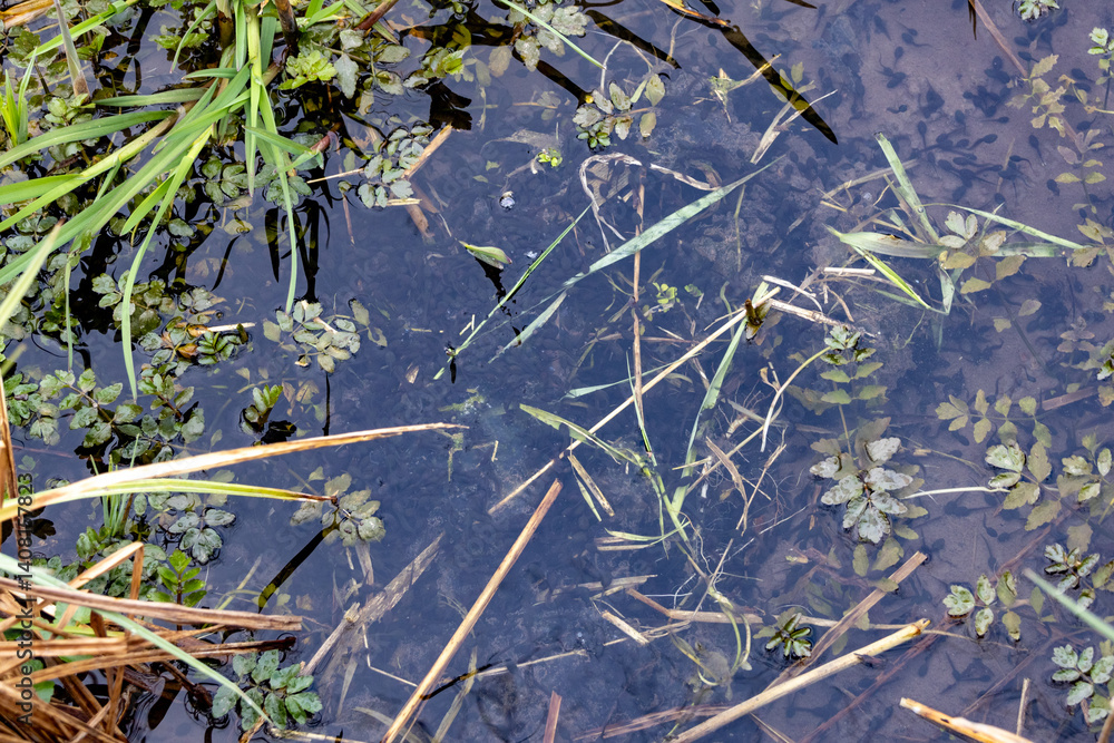 Tadpoles in shallow pond water among aquatic plants and decaying vegetation