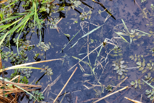 Obraz na płótnie Tadpoles in shallow pond water among aquatic plants and decaying vegetation w salonie