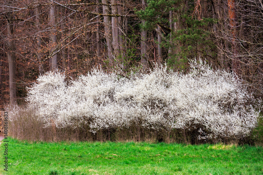 Blackthorn hedge in full bloom in front of mixed forest edge in spring..