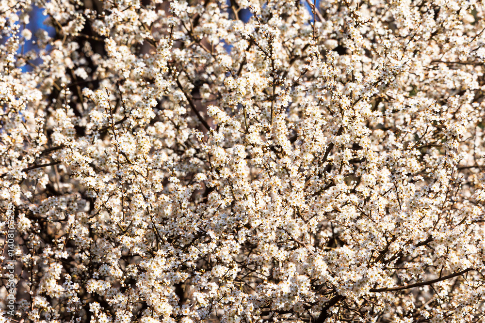 Dense blossom of blackthorn bush in early spring..