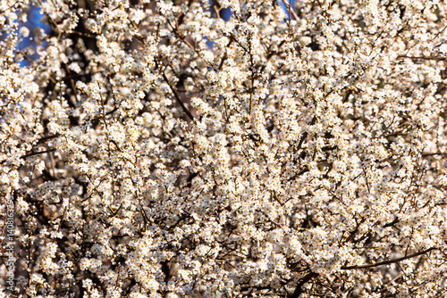 Obraz na płótnie Dense blossom of blackthorn bush in early spring.. w salonie