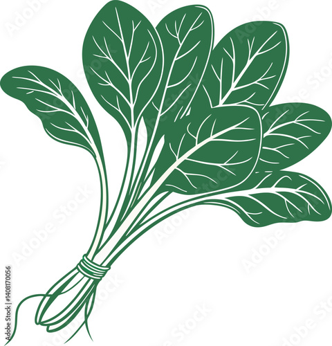 Illustration of spinach with root on white background