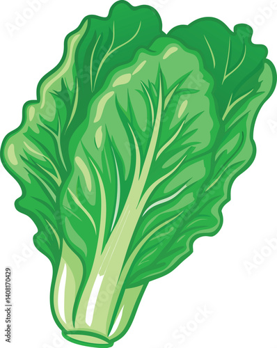 A romaine lettuce vector illustration