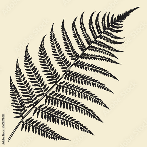 fern leaf isolated on black background