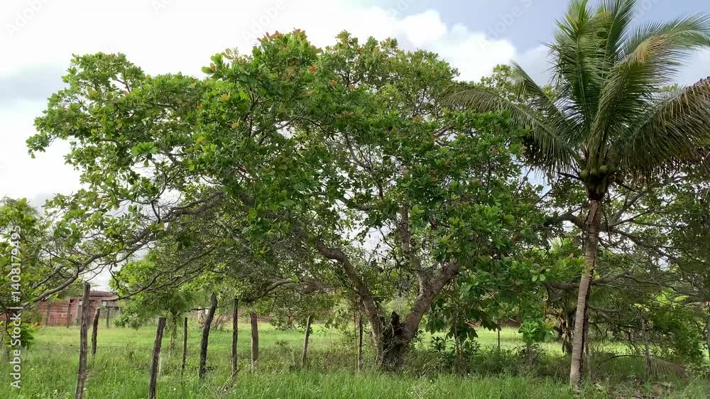 big cashew tree and coconut tree in the field big cashew tree and coconut tree in the field