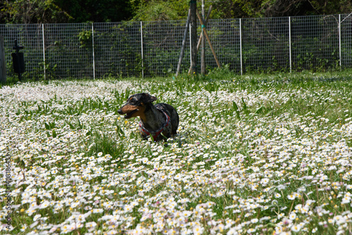basotto tedesco nano marle uscita in natura ,fiori,primavera 