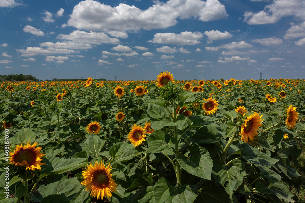 Obraz premium Vast sunflower field under partly cloudy sky 