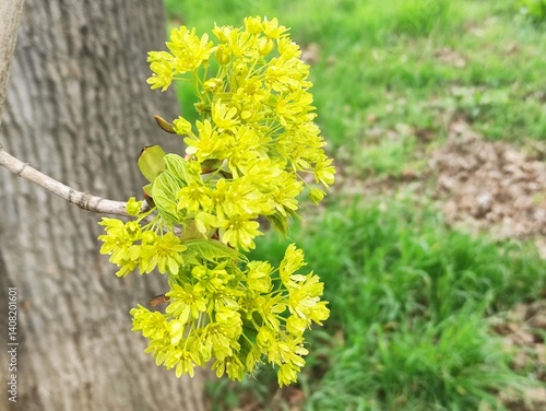yellow flowers on a green background