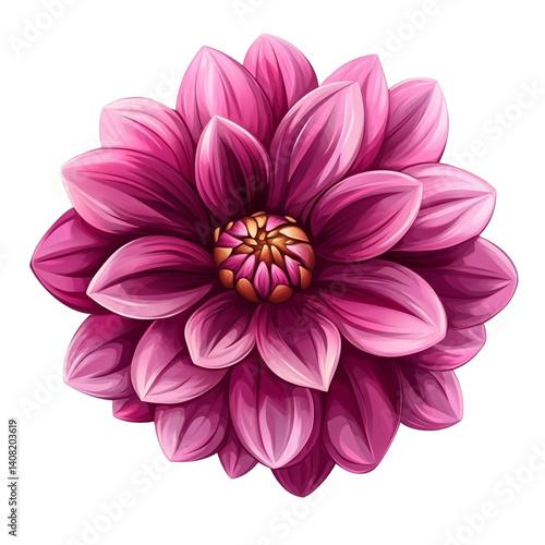 A vibrant pink dahlia flower blossom isolated on black background showcasing its intricate details and rich color