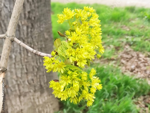 blooming tree in spring, beautiful small yellow flowers on the tree 