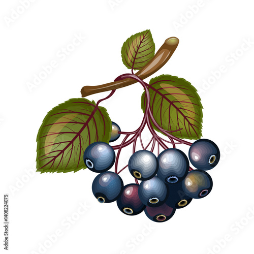 Rowan branch with berries