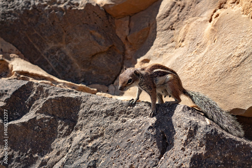Wild Barbary ground squirrel standing alert on volcanic rock in sunlight.