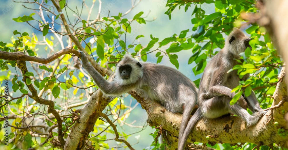 Obraz premium Gray hanuman langurs on a tree. Monkeys in the wild in the jungles of Sri Lanka. Troop of monkeys on trees. Wildlife scene with wild animals.
