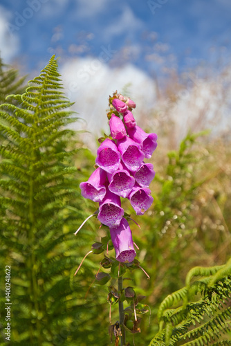 Digitalis purpurea is a beautiful flowering plant but poisonous to humans and some animals.