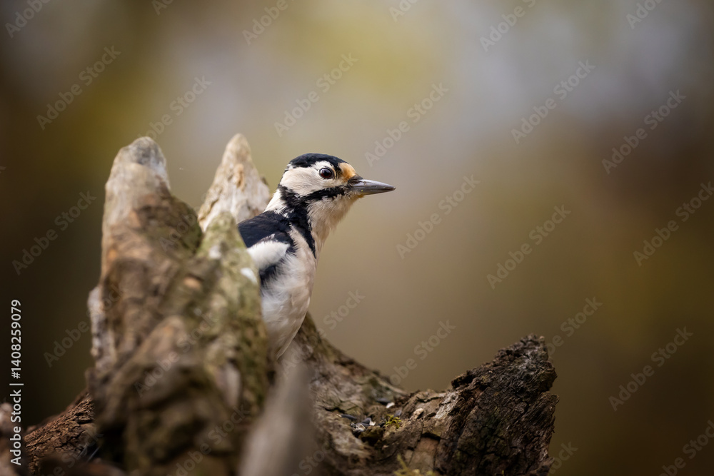 Great Spotted Woodpecker (Dendrocopos major), detail close-up portrait of bird with red cap, black and white animal in the forest habitat, clear background, Czech republic