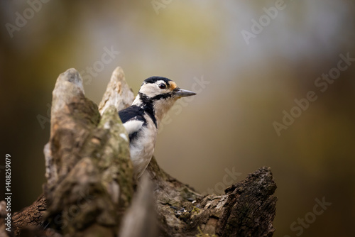Obraz na płótnie Great Spotted Woodpecker (Dendrocopos major), detail close-up portrait of bird with red cap, black and white animal in the forest habitat, clear background, Czech republic w salonie