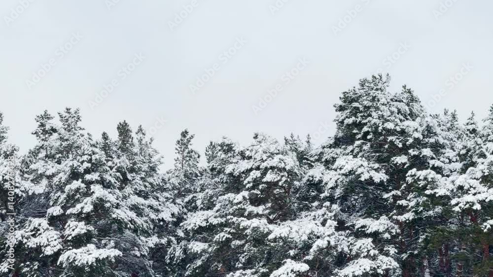 Winter scenery in a forest, Snow-covered ground and trees, Natural winter beauty, Glowing snow on pine branches, Frozen wilderness landscape, Early morning winter frost, Snow-draped pines in silence Winter scenery in a forest, Snow-covered ground and trees, Natural winter beauty, Glowing snow on pine branches, Frozen wilderness landscape, Early morning winter frost, Snow-draped pines in silence