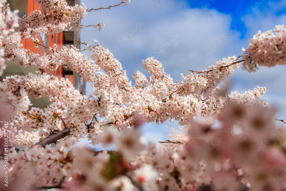 Spring flowers blooming on the trees over the Motlawa river in Gdansk. Poland
