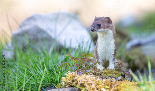 Hermelin sitzend mit Blick in die Kamera